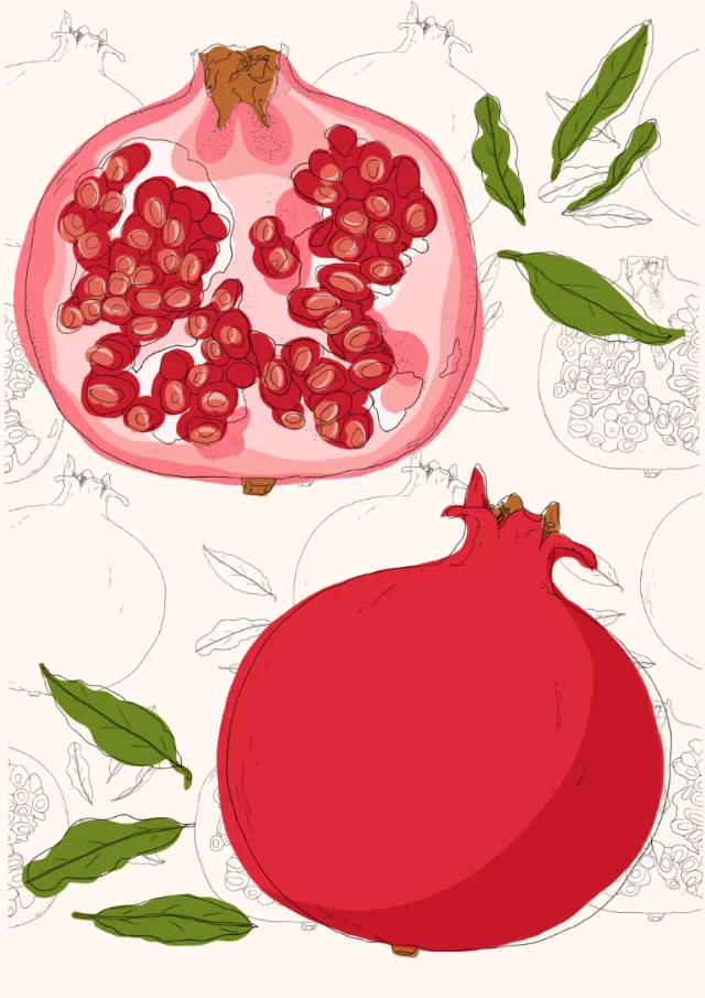 Botanical study of a pomegranate fruit