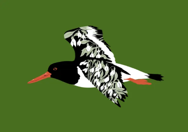 Illustration of a black and white oystercatcher bird flying by Martha von Maydell