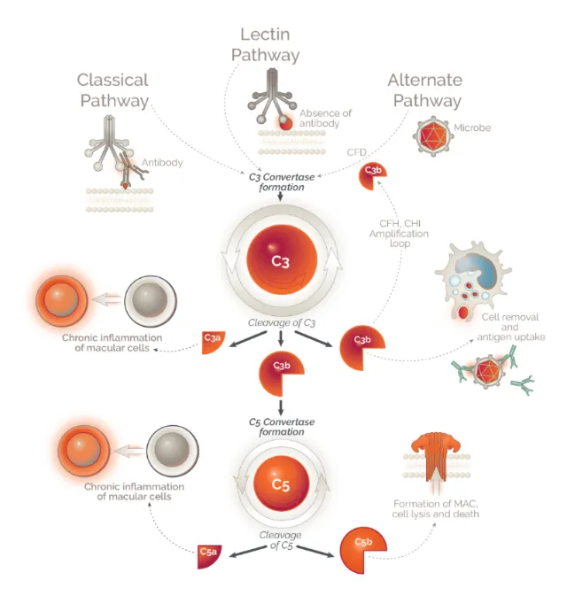 Diagram about Drug metabolism