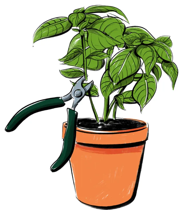 Green leafy potted plant with pruning shears by Amber Day
