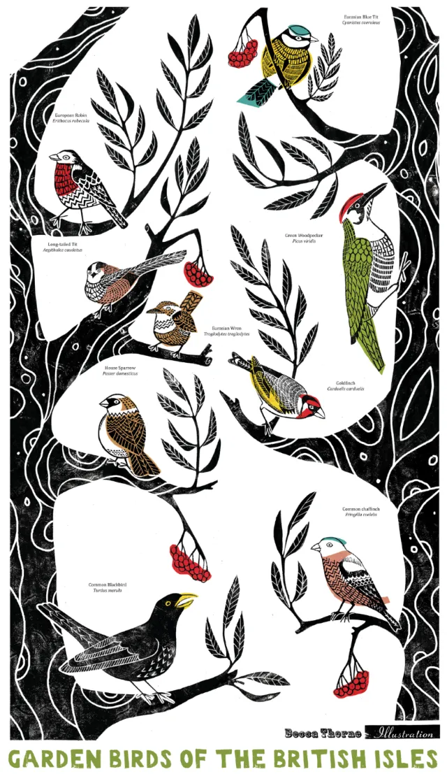 Poster design of Garden Birds of The British Isles