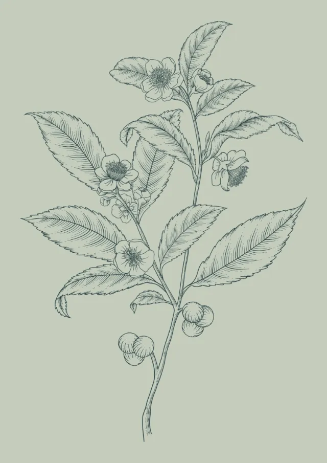 Botanical pencil drawing of flowering plant by Kate Snell