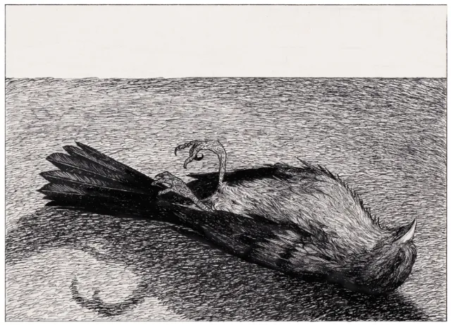 Ink drawing of a dead bird lying on the ground by Rohan Eason