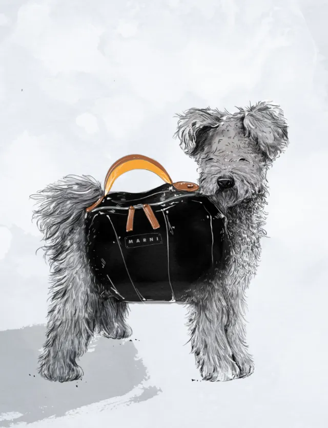 Fluffy gray dog holding a black handbag with an orange handle by Amber Day