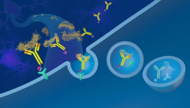 Illustration of tau protein degradation by antibodies inside cells by Craig Foster