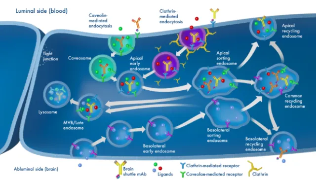 Diagram of blood brain barrier cellular transport processes by Craig Foster