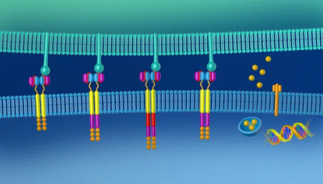 Illustration of CAR-T cell therapy showing receptor binding and immune activation by Craig Foster