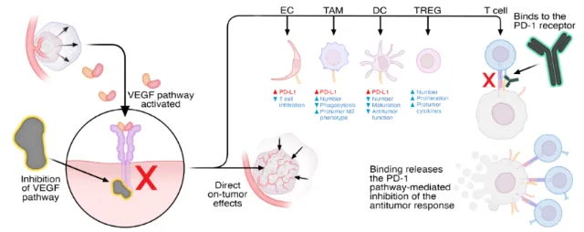 Diagram illustrating VEGF pathway inhibition involving immune and tumor cells by Craig Foster