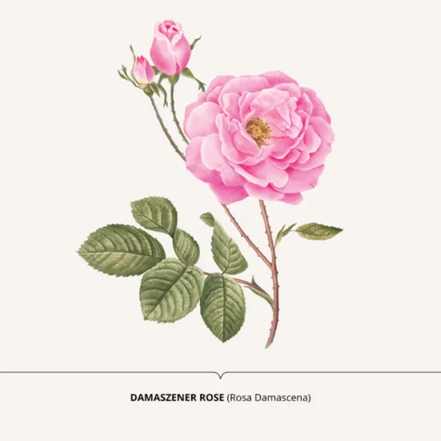 Watercolor of the Rose Damascene plant