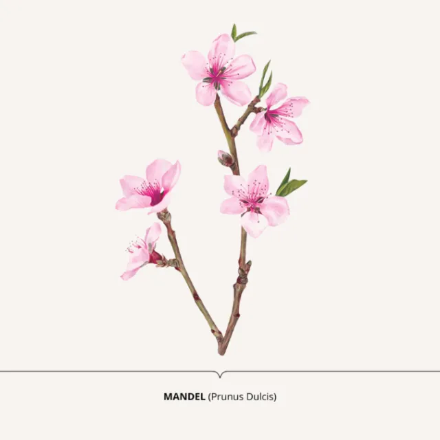 Nature design of Prunus Dulcis