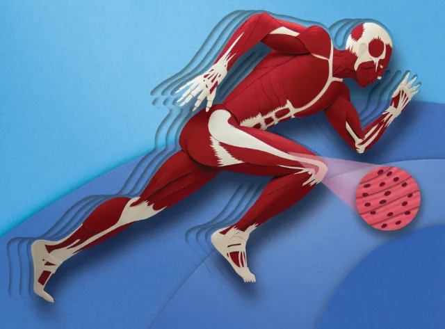 Human muscles as paper sculpture for "Paper World: Human Body" book