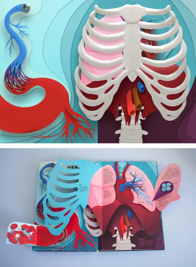 Anatomy illustration of the heart