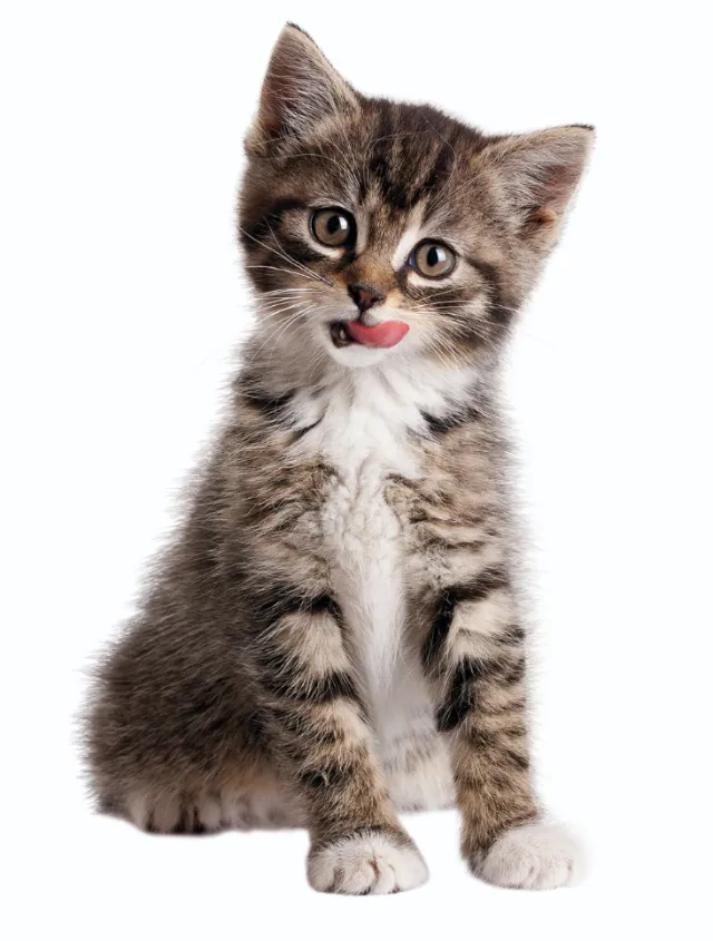 Tabby kitten sitting and licking its lips by Tom Ungemach