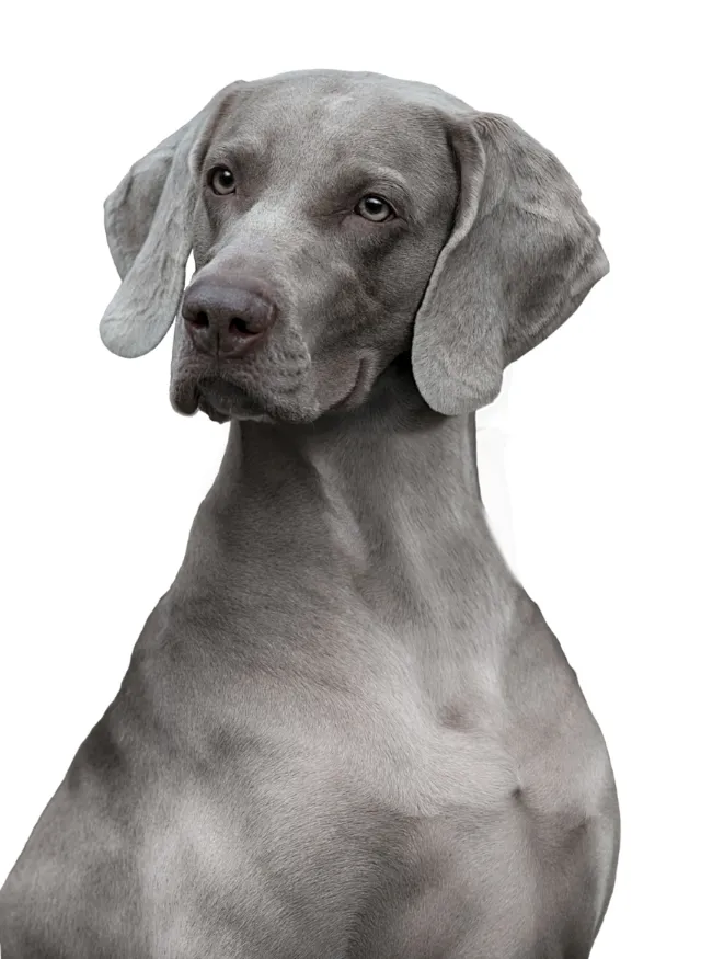 Portrait of a gray Weimaraner dog by Tom Ungemach
