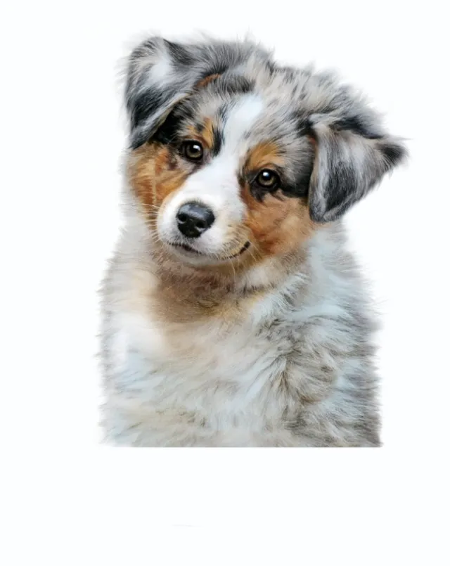 Fluffy Australian Shepherd puppy with curious expression by Tom Ungemach