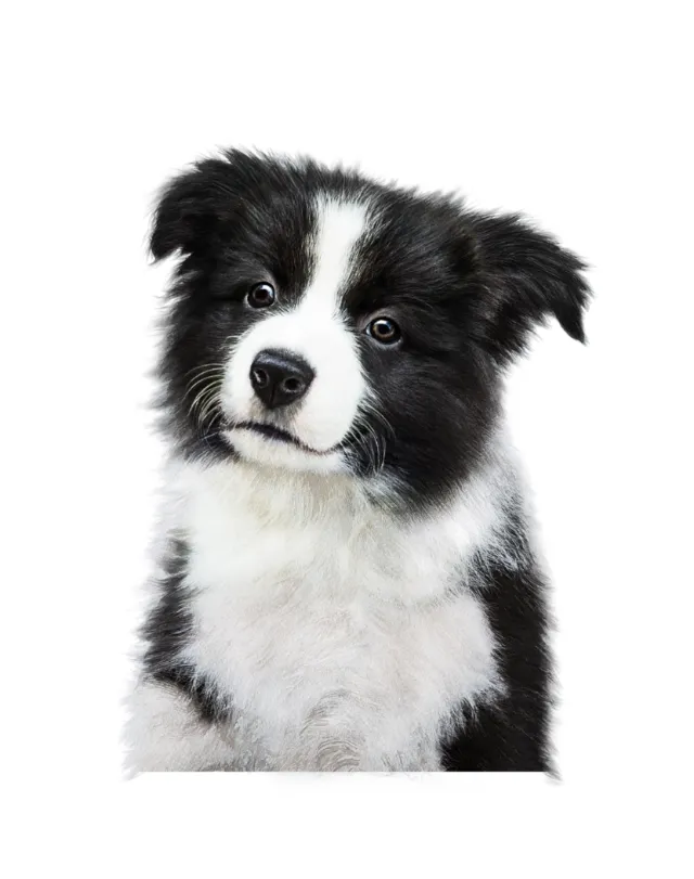 Black and white Border Collie puppy portrait by Tom Ungemach