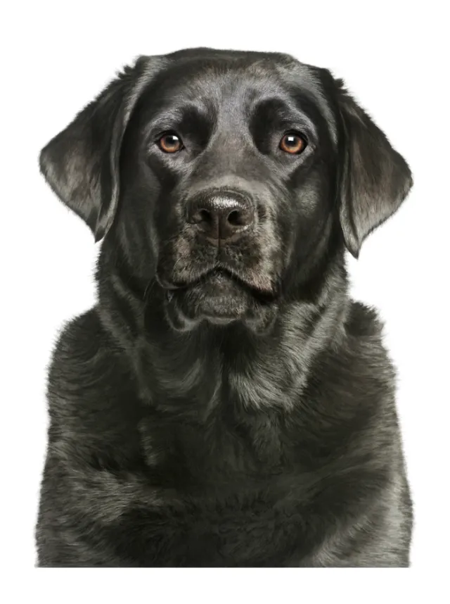 Black Labrador Retriever portrait by Tom Ungemach