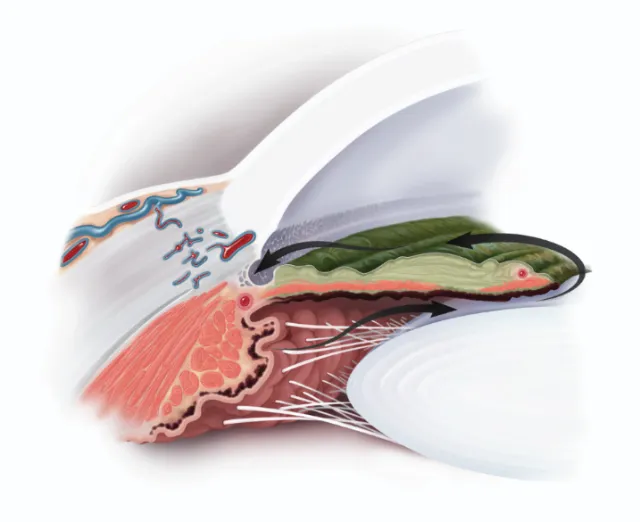 Detailed anatomical cross-section of the human tongue by Alex Webber