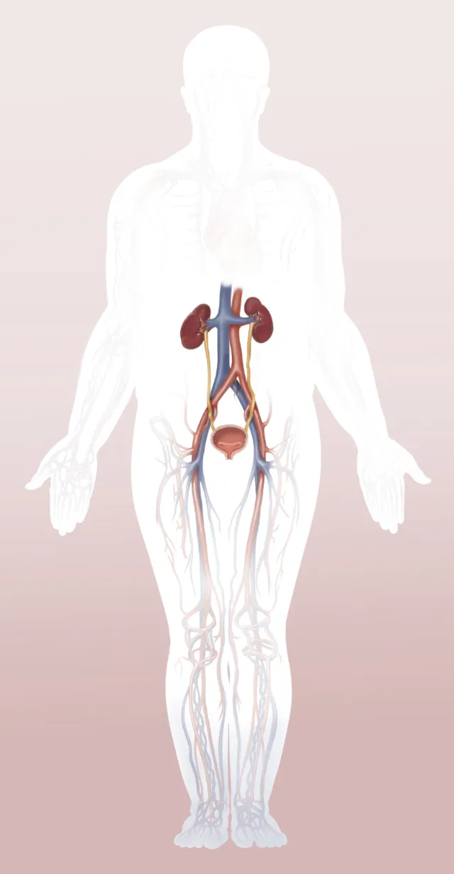 Detailed diagram of human urinary system showing kidneys, ureters, bladder by Alex Webber
