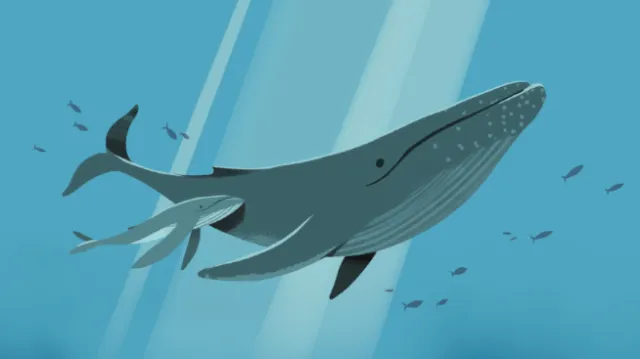 Mother and baby whale swimming underwater with fish, by Drew Bardana