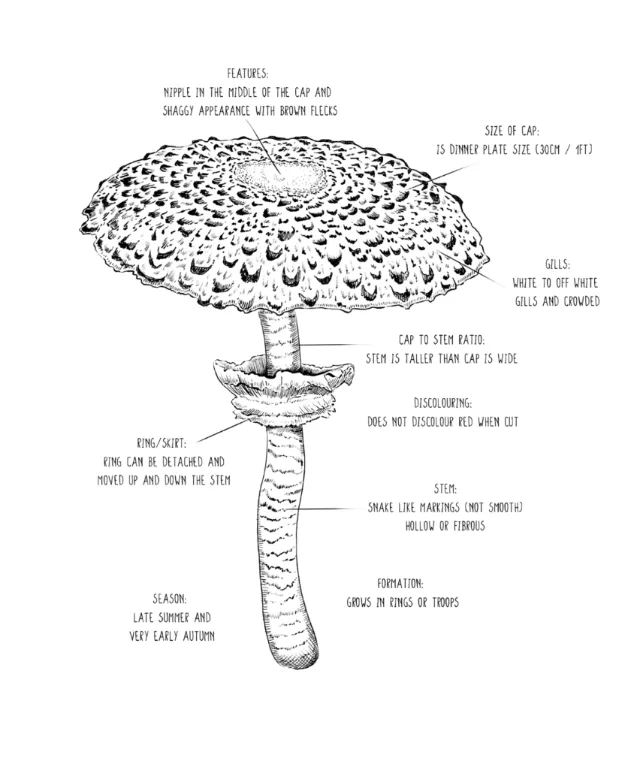 Detailed labeled diagram of Kuehneromyces mutabilis mushroom by May van Millingen