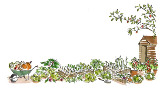 Garden border with wheelbarrow, plants, and shed illustration by May van Millingen
