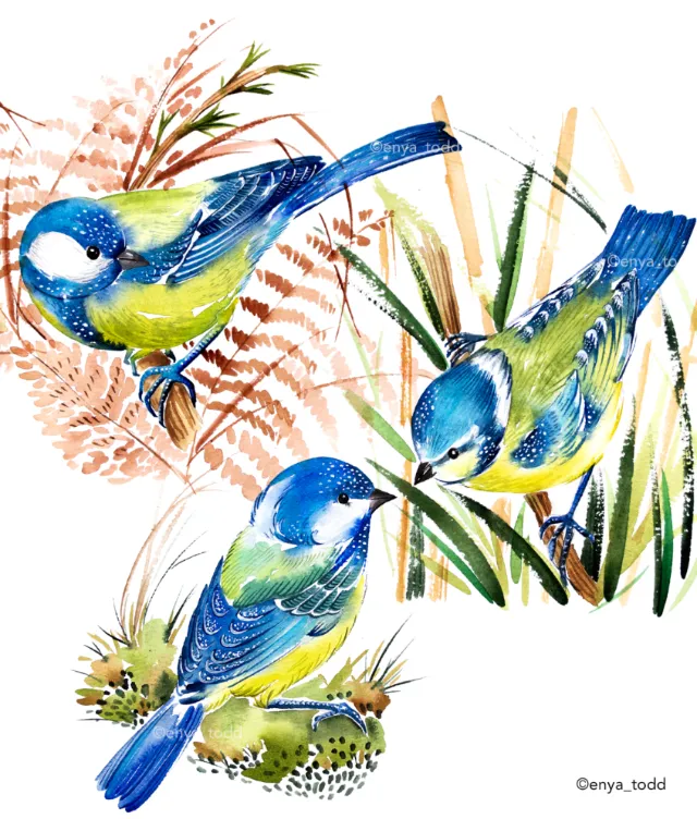 Watercolor painting of a blue tit