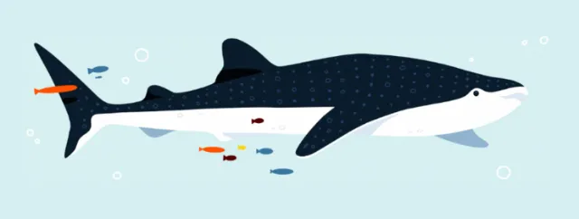 Whale shark swimming underwater with small fish