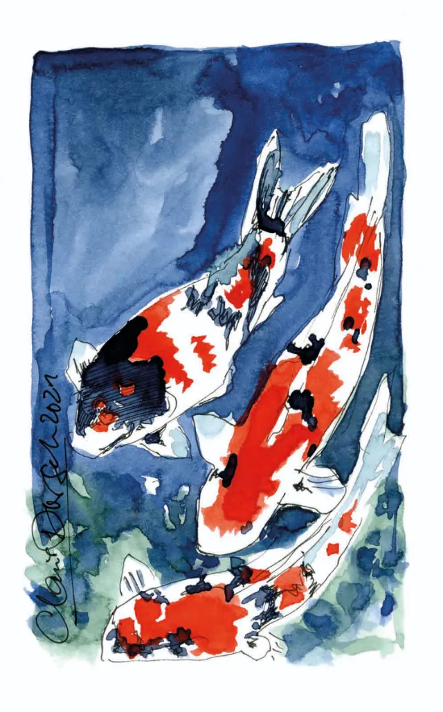 Three colorful koi fish swimming in a blue pond with green plants