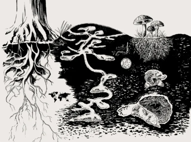 Underground tree roots and mushrooms in black and white illustration