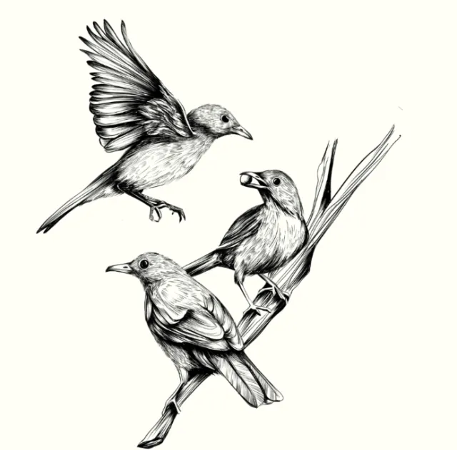 Black and white drawing of three small birds on a branch