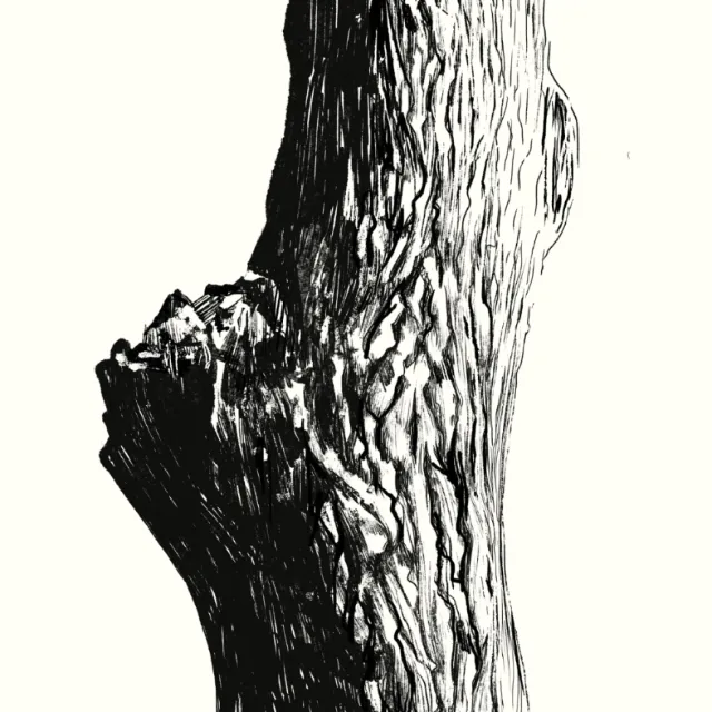Close-up of detailed tree bark texture in black and white