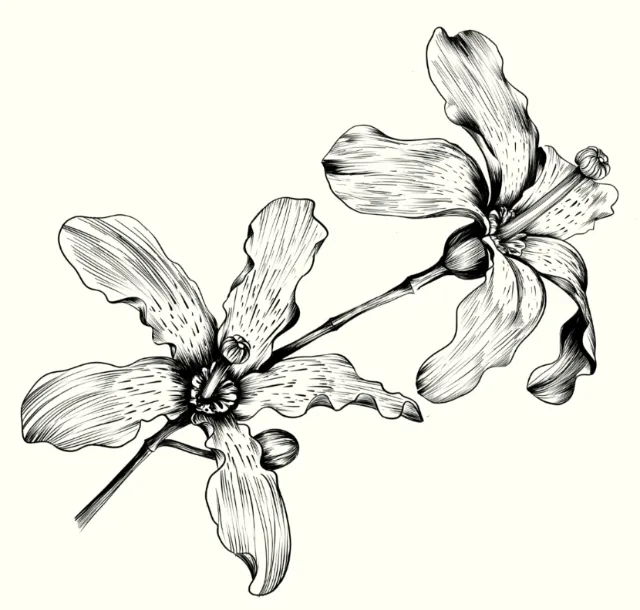 Detailed black and white orchid flower line drawing