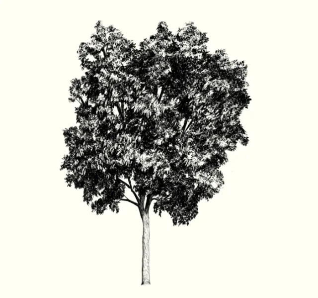 Black and white sketch of a leafy tree with detailed branches and trunk.