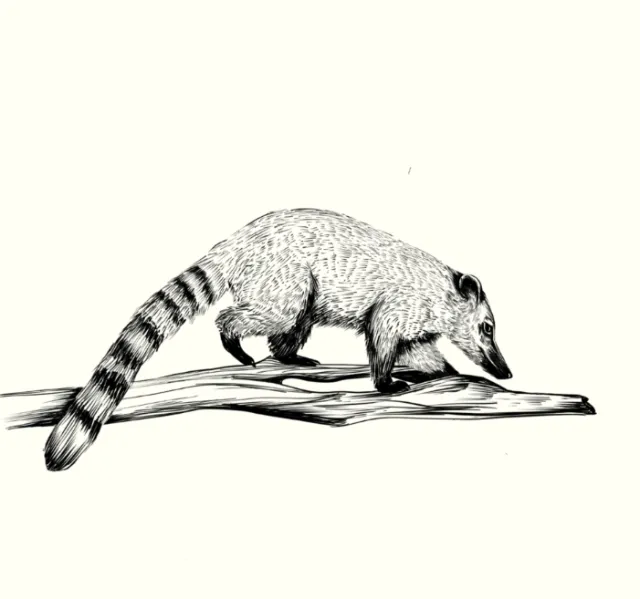Coati walking on a branch black and white illustration