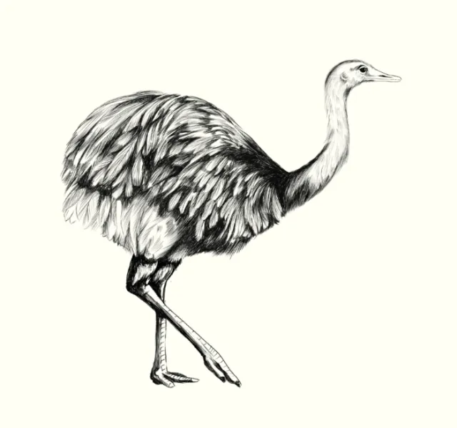 Detailed black and white sketch of an ostrich bird