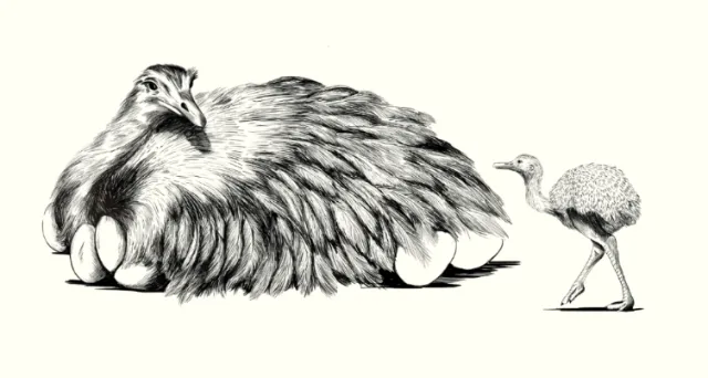 Illustration of a large bird on eggs with a chick standing next to it