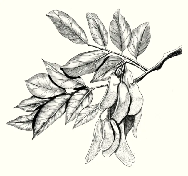 Black and white drawing of a branch with elongated leaves and hanging seed pods