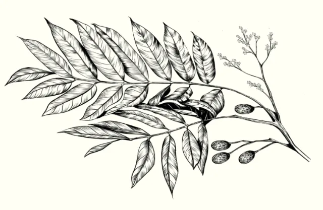 Black and white botanical drawing of branch with elongated leaves and berries.