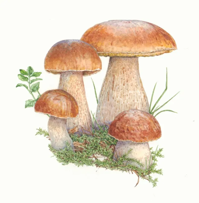 Wild penny bun mushroom growing in woodland habitat