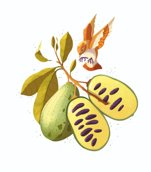 Hummingbird flying near green fruit on branch with leaves