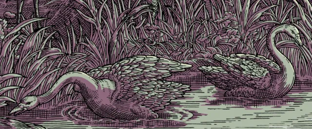 Etching of two swans swimming in a river surrounded by reeds