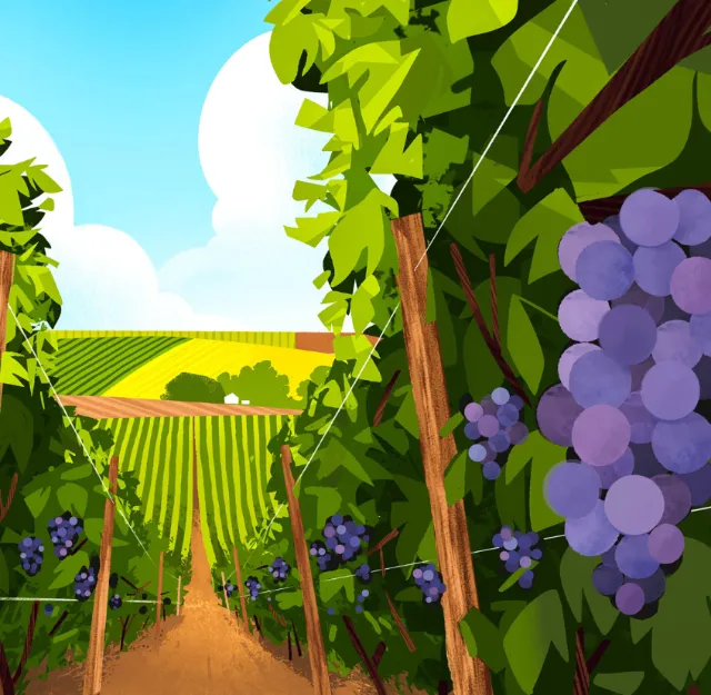 Vineyard rows with purple grapes and a bright sky by Drew Bardana