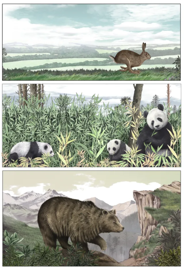 Hare running, pandas in bamboo, and brown bear in nature by Alan Baker