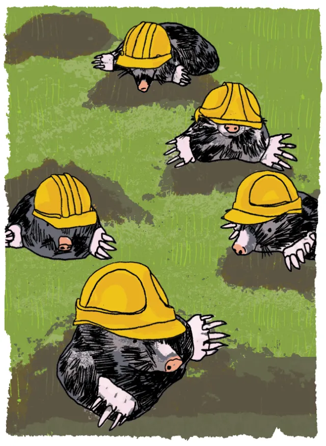 Moles wearing yellow construction helmets digging in the ground