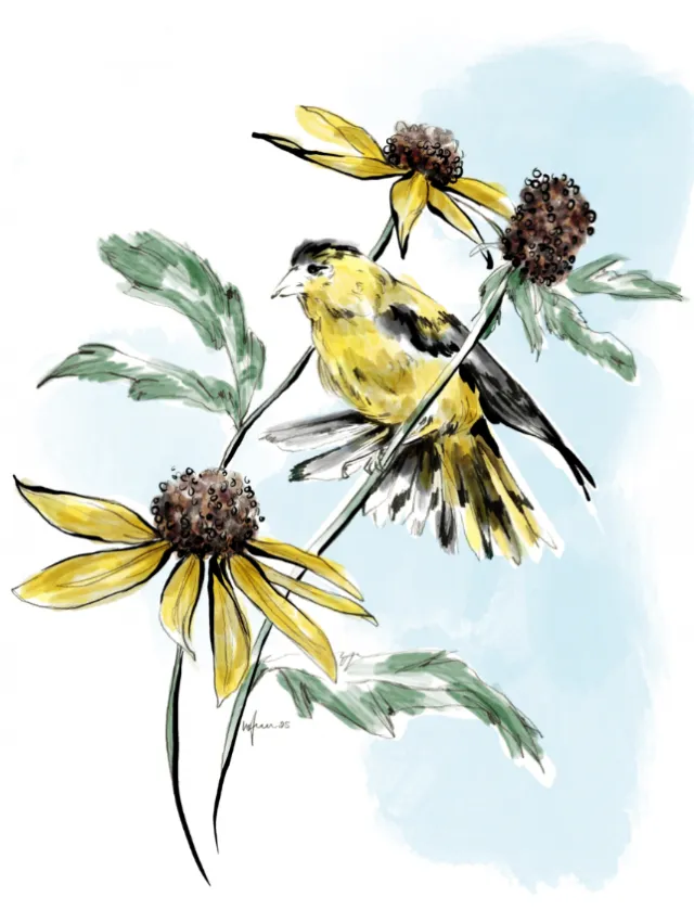 Yellow bird sitting on a flowering plant with yellow petals and green leaves