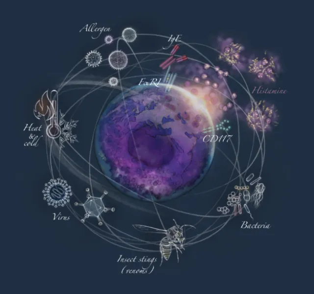 Illustration of a mast cell surrounded by labeled skin-related elements