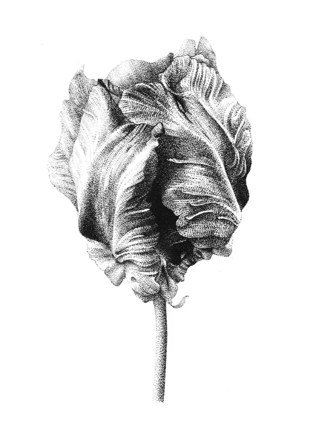 Black and white drawing of a single tulip flower with textured petals