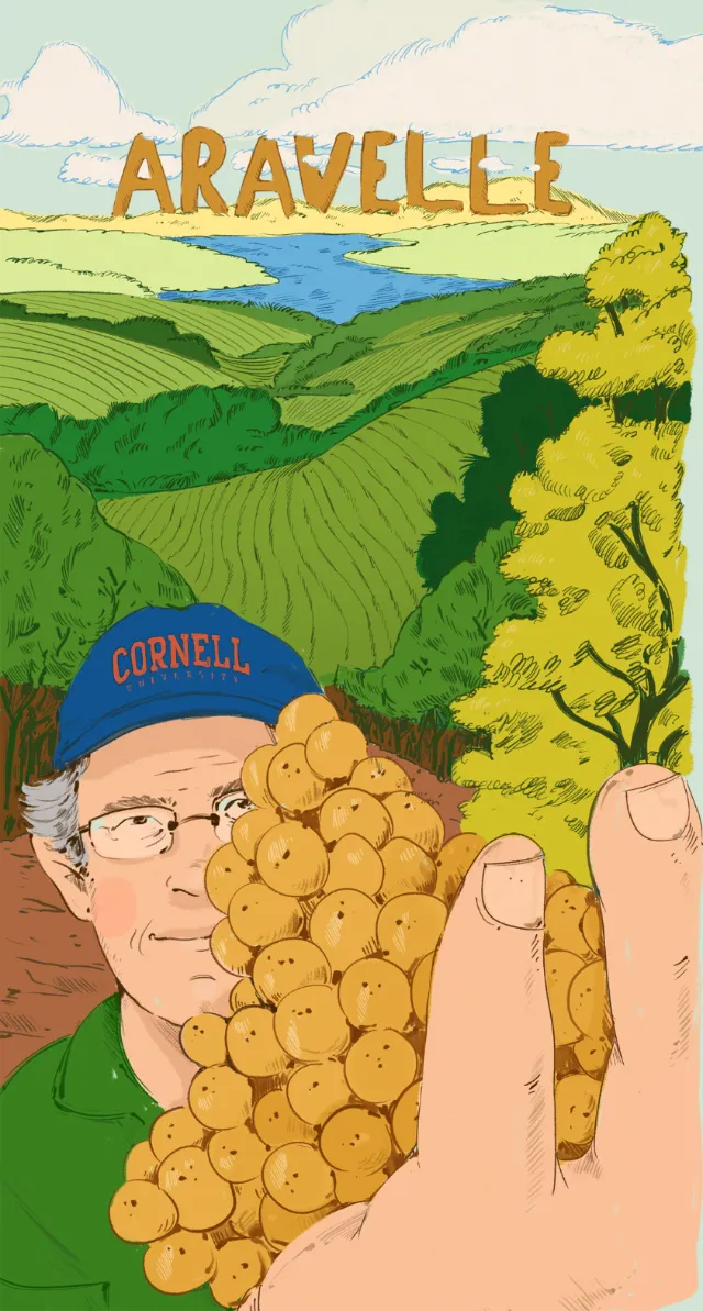Man holding Aravelle grapes in vineyard wearing Cornell hat