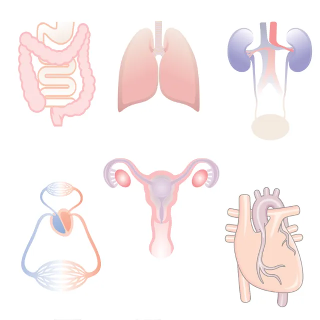 Medical illustration of lungs, heart, kidneys, intestines, uterus, and bladder